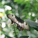 Butterfly flying off