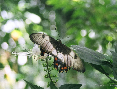 Butterfly flying off